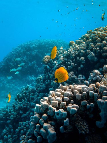 Gran Barrera de Coral