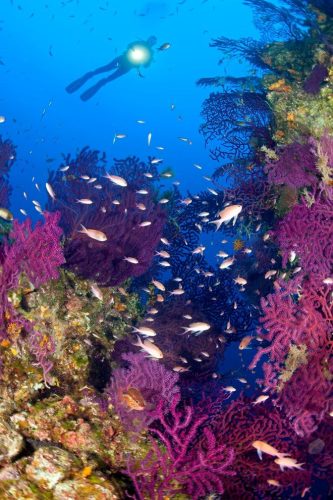 Gran Barrera de Coral