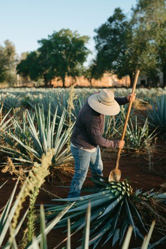 Campos de Agave Azul