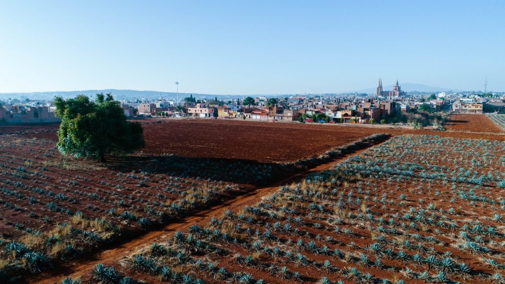 Campos de Agave Azul